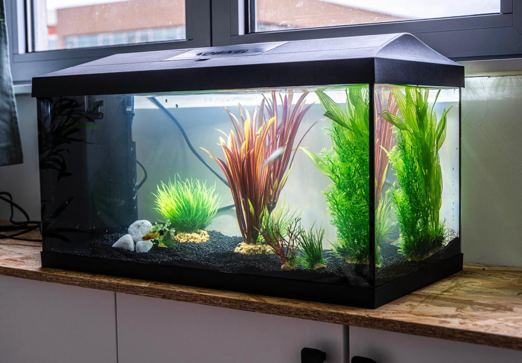 Studio Chaleureux Avec Aquarium Apartment Marcq-en-Baroeul Exterior foto